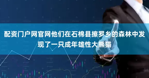 配资门户网官网他们在石棉县擦罗乡的森林中发现了一只成年雄性大熊猫